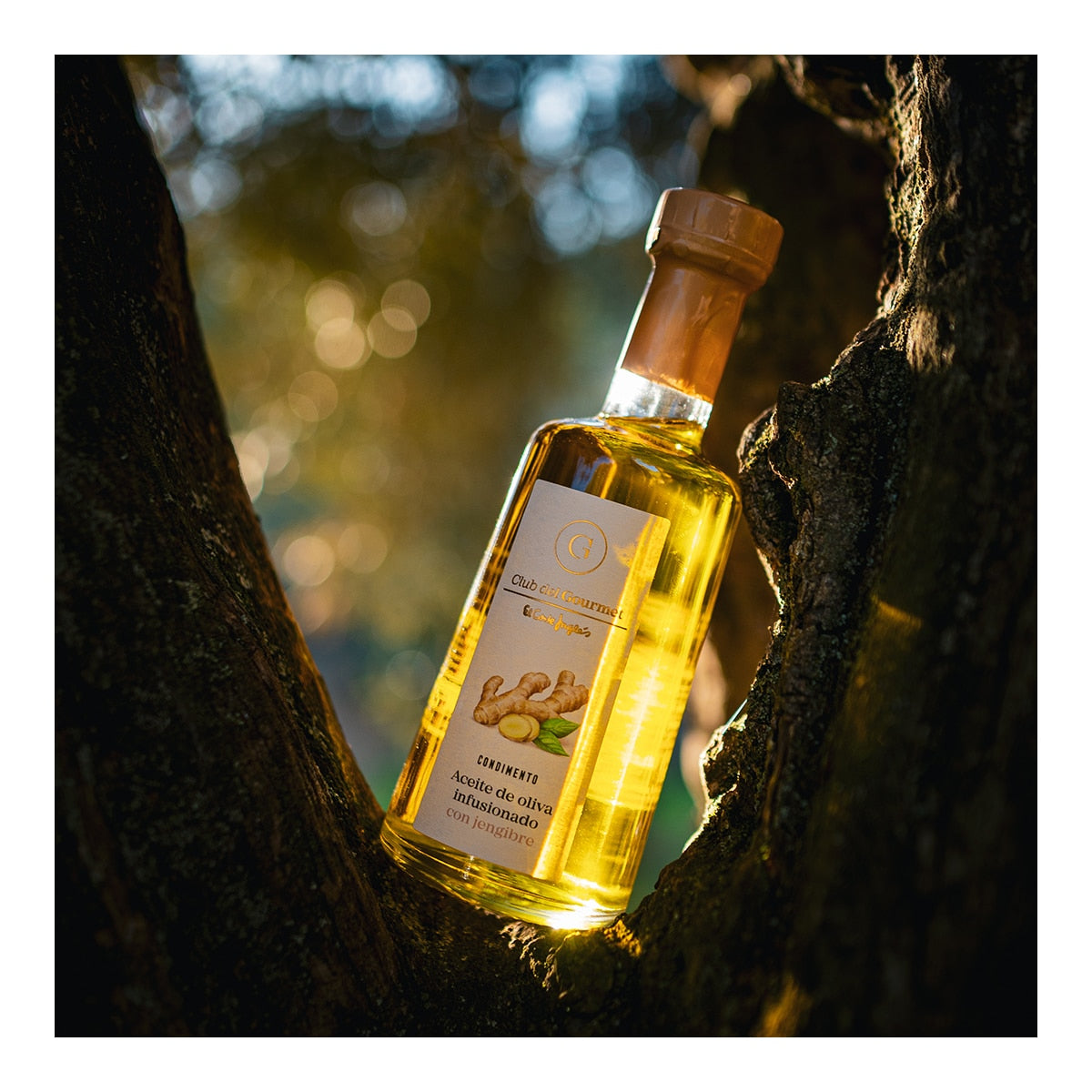 Club del Gourmet Ginger-Infused Olive Oil – Spanish Condiment 454g