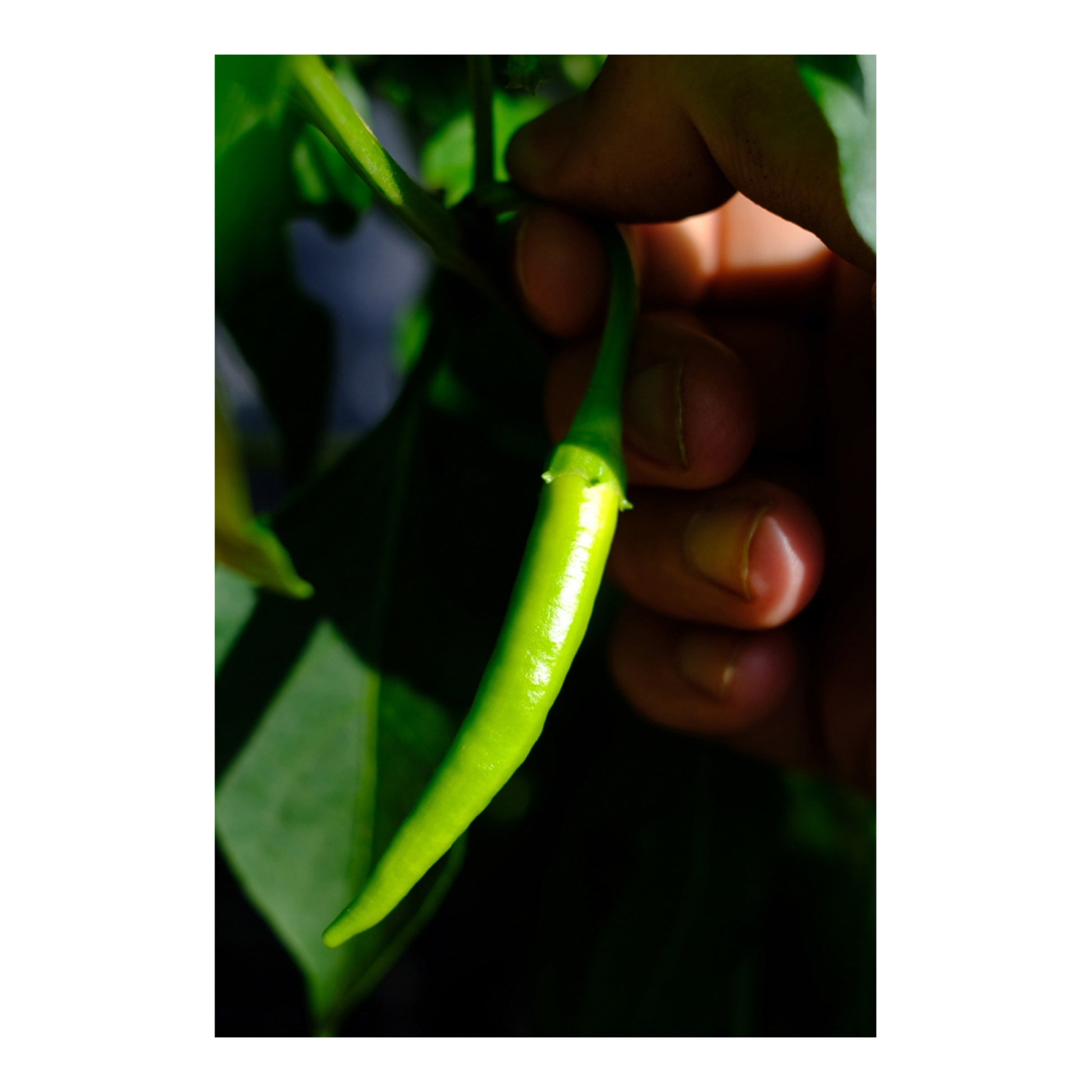 Zubelzu Piparrak Guindillas – Pickled Basque Peppers 120g