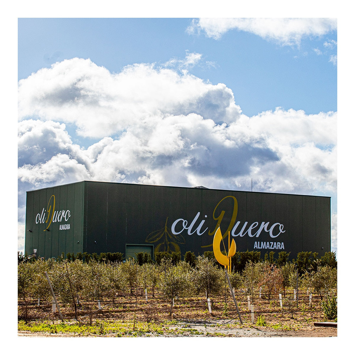 Oliduero Early Harvest Extra Virgin Olive Oil – Spanish Estuche 500g