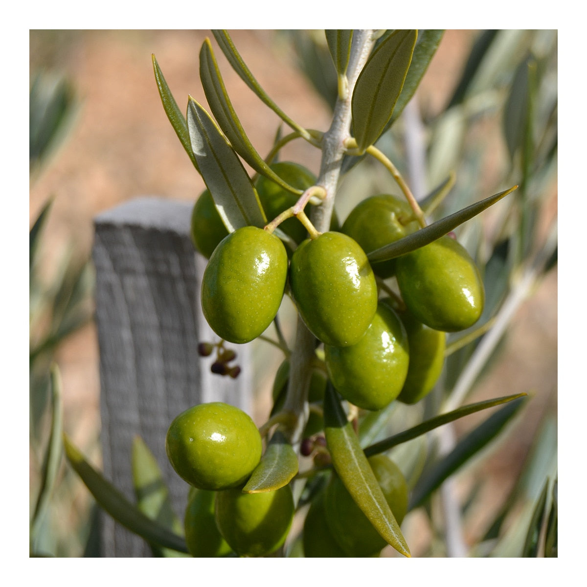 Oliduero Early Harvest Extra Virgin Olive Oil – Spanish Estuche 500g